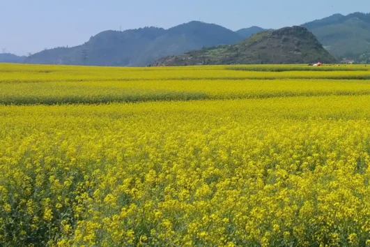 The Beauty of Spring