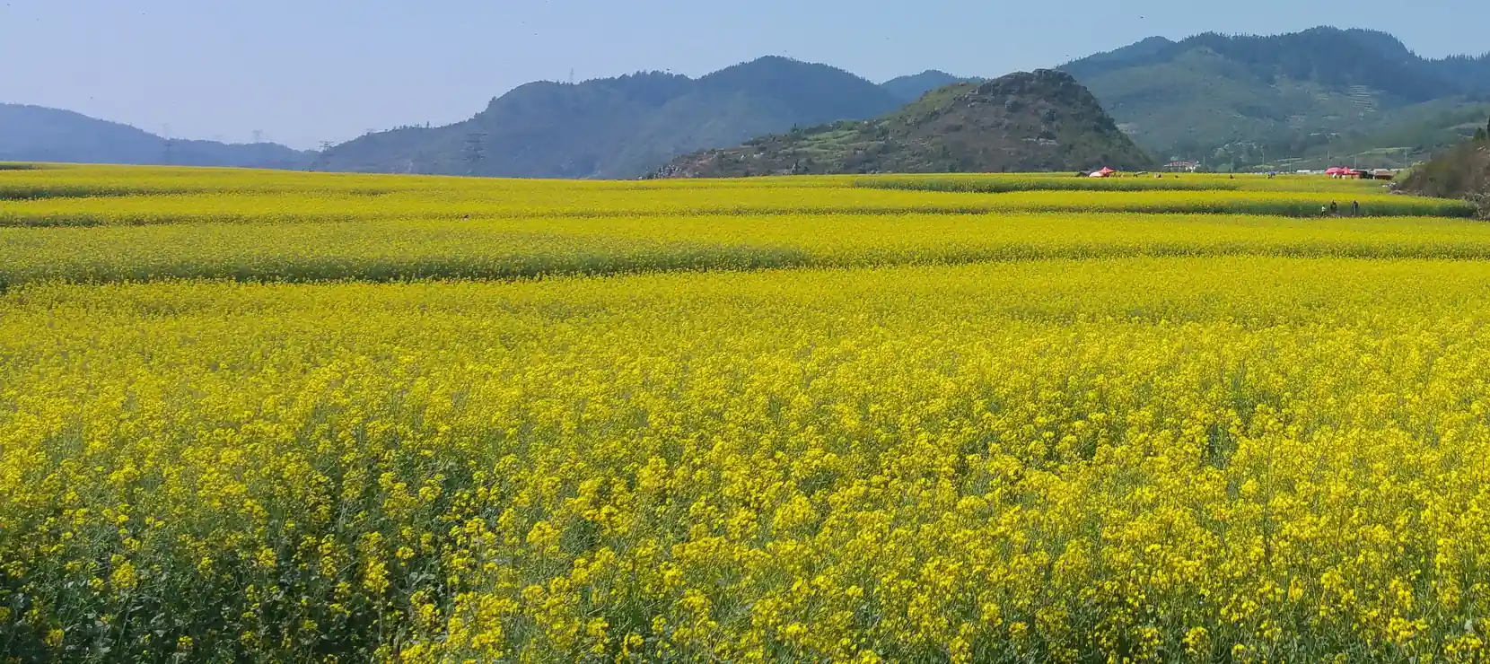 The Beauty of Spring