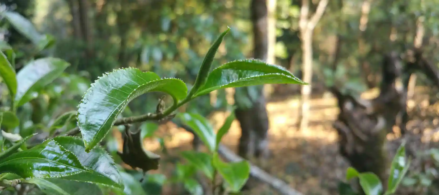 Paradise Of Ideal and Miracle