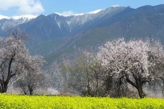 Peach Blossom Avenue