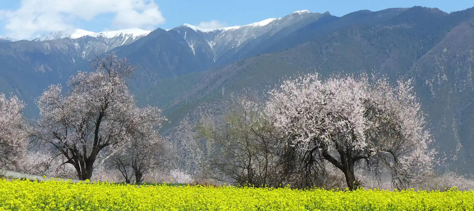 Peach Blossom Avenue